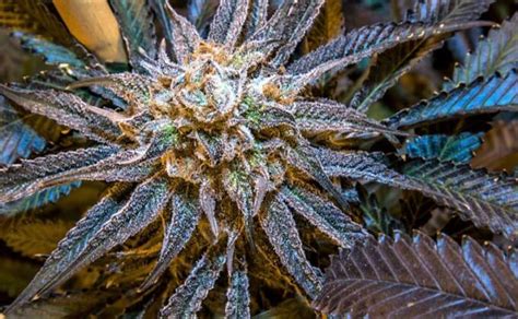 Basic / Breeders Info. Purple Cherry Popper is an indica/sativa variety from Elev8 Seeds and can be cultivated indoors (where the plants will need a flowering time of ±63 days) …